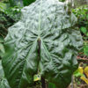 Lg. Purple Umbrella Elephant Ear Plant (alocasia wentii)