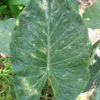Lg. Silver Splash Elephant Ear Plant (alocasia wentii)