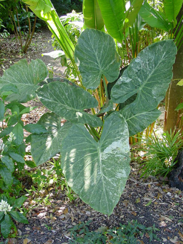 Alternative view of Lg. Silver Splash Elephant Ear Plant (alocasia wentii)