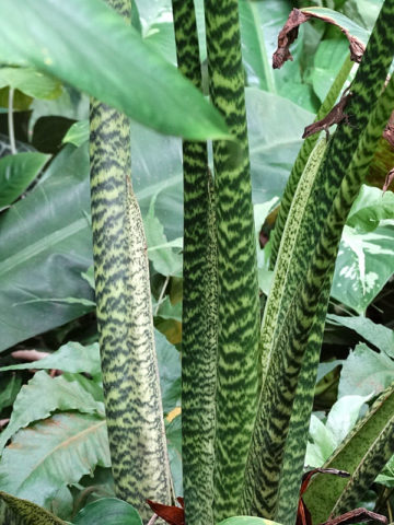 Alternative view of Lg. Reticulata Elephant Ear Plant (alocasia zebrina)
