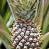 Elite Gold Pineapple Plant (ananas cosomus)