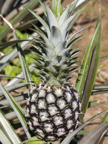 Alternative view of Elite Gold Pineapple Plant (ananas cosomus)
