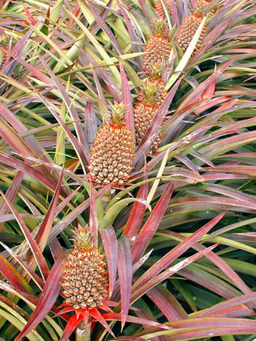 Alternative view of Florida Special Pineapple Plant (ananas cosomus)