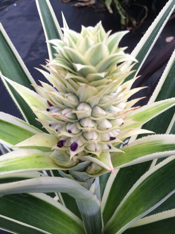 Alternative view of Costa Rica Variegated Pineapple Plant (ananas cosomus)