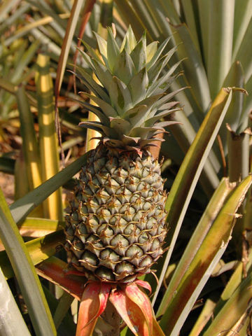 Alternative view of Smooth Cayenne Pineapple Plant (ananas cosomus)