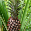 Smooth Cayenne Pineapple Plant (ananas cosomus)