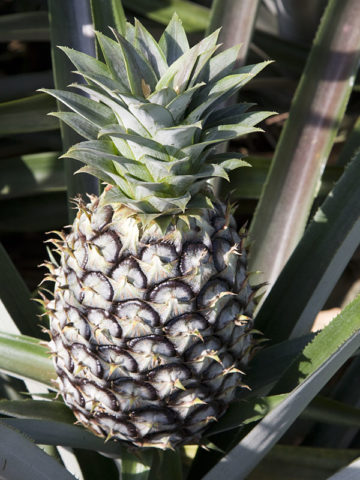 Alternative view of Sugarloaf Pineapple Plant (ananas cosomus)