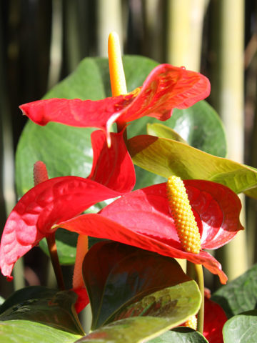 Alternative view of Lg. Anthurium Red Hot Plant (anthurium hawaiian)