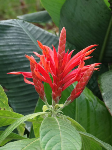 Alternative view of Aphelandra Bonfire Plant