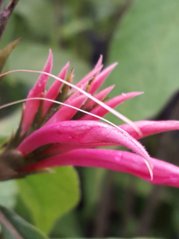 Alternative view of Aphelandra Coral Burn Plant