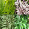 4 Plant, Cold Hardy Fern Mix (zone 7b-10)