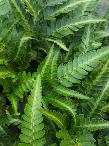 Alternative view of Variegated East Indian Holly Fern (arachniodes simplicior)