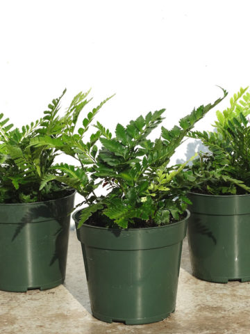 Alternative view of Lg. Variegated East Indian Holly Fern (arachniodes simplicior)