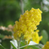 Moroccan Pineapple Broom Plant (argyrocytisus battandieri)