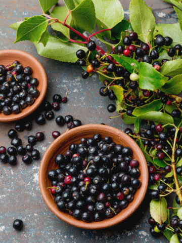 Alternative view of Maqui Chilean Wineberry Tree (aristotelia chilensis)