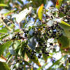 Maqui Chilean Wineberry Tree (aristotelia chilensis)