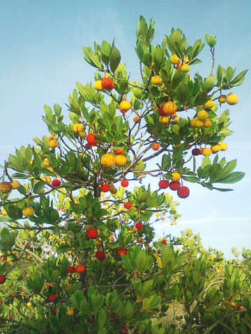 Alternative view of Chinese Evergreen Strawberry Tree (arbutus unedo)