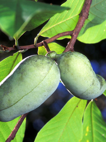 Alternative view of Pawpaw Custard Apple Tree (asimina triloba)