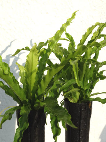 Alternative view of Japanese Bird's Nest Fern (asplenium antiquum)