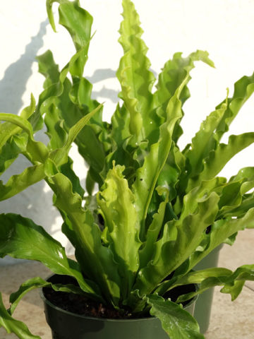 Alternative view of Lg. Japanese Bird's Nest Fern (asplenium antiquum)