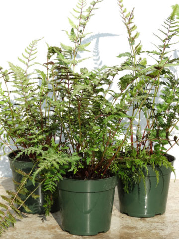 Alternative view of Lg. Japanese Painted Fern Plant (athyrium niponicum pictum)