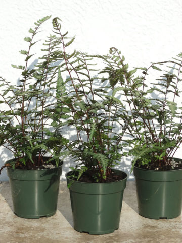 Alternative view of Lg. Godzilla Painted Fern (athyrium niponicum pictum)