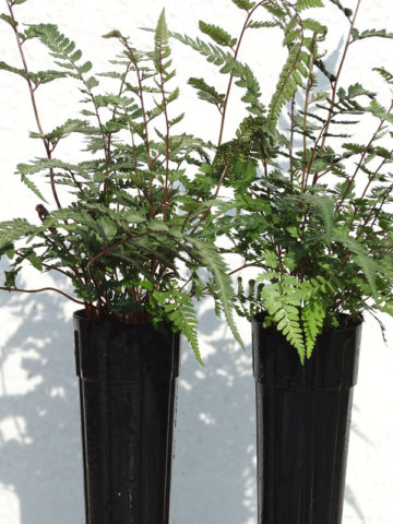 Alternative view of Godzilla Painted Fern (athyrium niponicum pictum)