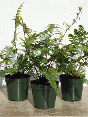 Alternative view of Lg. Limelight Lady Fern (athyrium otophorum)