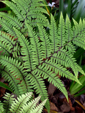 Alternative view of Limelight Lady Fern (athyrium otophorum)