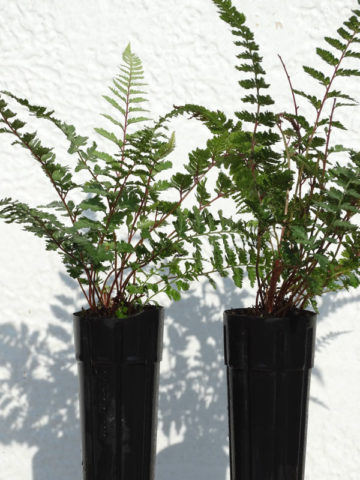 Alternative view of Regal Red Japanese Painted Fern Plant (athyrium niponicum pictum)