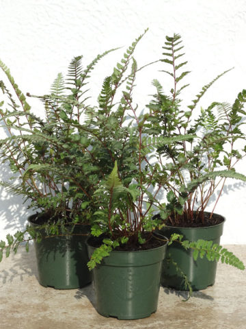 Alternative view of Lg. Regal Red Japanese Painted Fern (athyrium niponicum pictum)