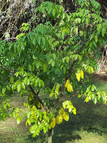 Alternative view of Sweet Star Fruit Tree (averrhoa carambola)