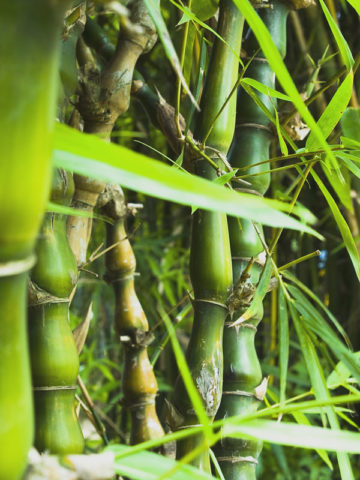 Alternative view of Buddha Belly Bamboo (bambusa tuldoides)