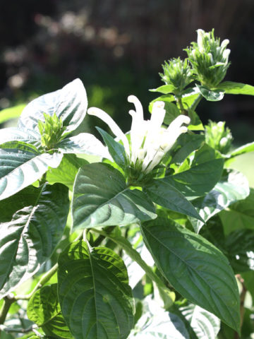 Alternative view of White Philippine Violet Barleria Plant (barleria cristata)