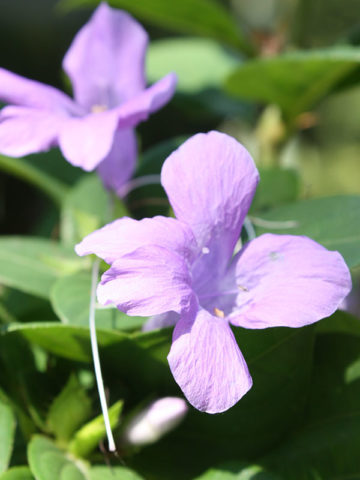 Alternative view of Stunning Philippine Violet Barleria Plant (barleria cristata)