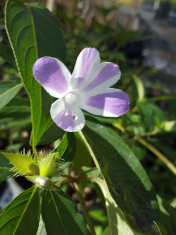 Alternative view of Striped Philippine Violet Barleria Plant (barleria cristata)
