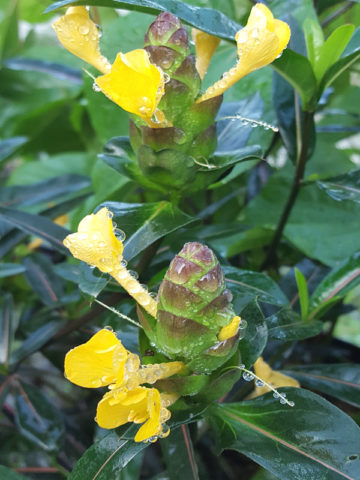 Alternative view of Hophead Philippine Violet Barleria Plant (barleria lupulina)
