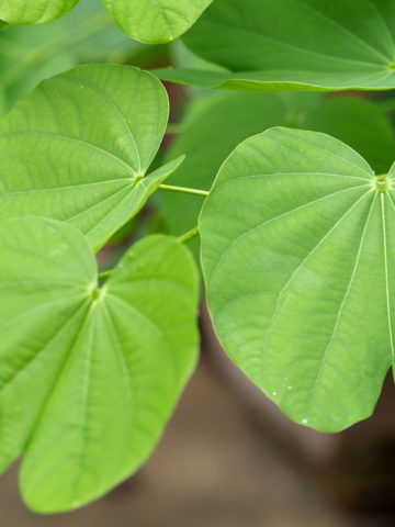 Alternative view of Pink Orchid Butterfly Vine (bauhinia corymbosa)