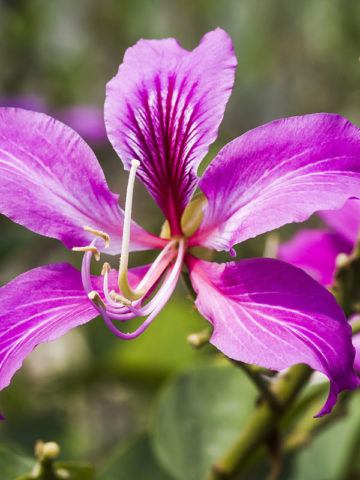 Alternative view of Purple Orchid Tree (bauhinia purpurea)