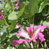 Purple Orchid Tree (bauhinia purpurea)