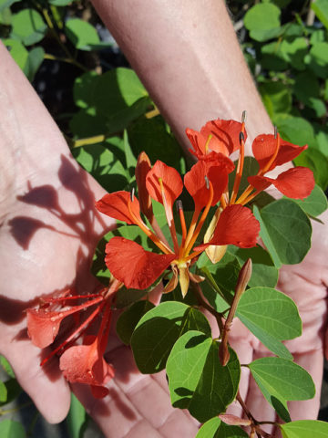 Alternative view of Red Orchid Bush (bauhinia galpinii)