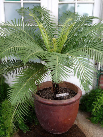 Alternative view of Brazilian Tree Fern Plant (blechnum brasiliensis)
