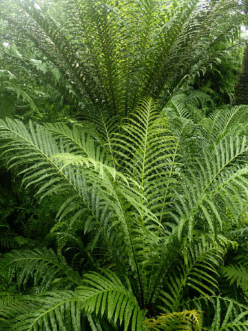 Alternative view of Lg. Brazilian Tree Fern Plant (blechnum brasiliensis)
