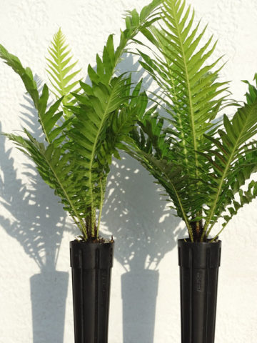 Alternative view of Dwarf Tree Fern Silver Lady (blechnum silver)