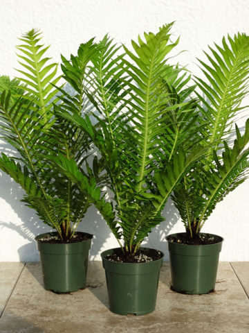 Alternative view of Lg. Dwarf Tree Fern Silver Lady (blechnum silver)