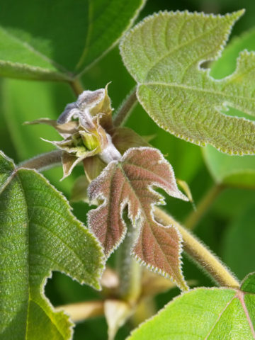 Alternative view of Paper Mulberry Tree (broussonetia papyrifera)