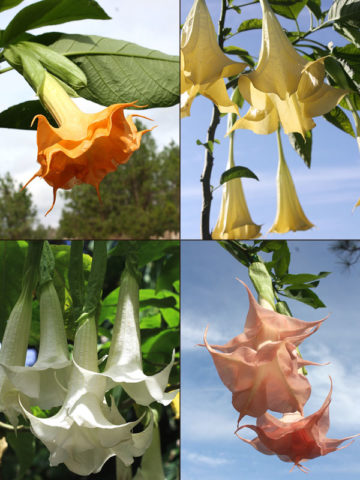 Alternative view of 4 Plant, Angel Trumpet Plant Mix (brugmansia)