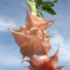 Angel's Honeymoon Angel Trumpet Plant (brugmansia)