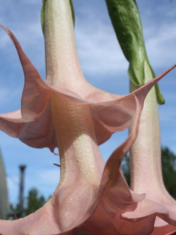 Alternative view of Angel's Honeymoon Angel Trumpet Plant (brugmansia)