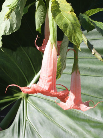 Alternative view of Ann Sessions Angel Trumpet Plant (brugmansia)